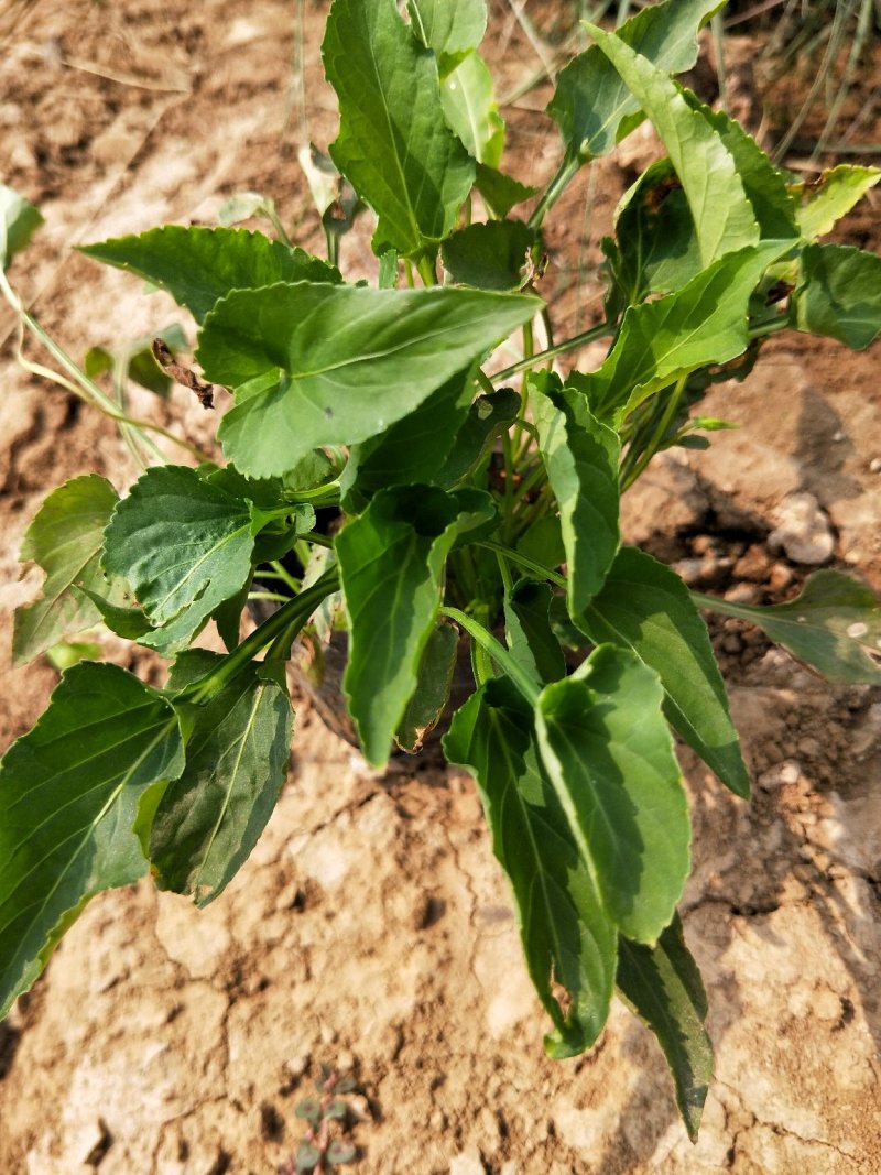 紫花地丁盆栽地丁观花植物量大优惠绿化苗木