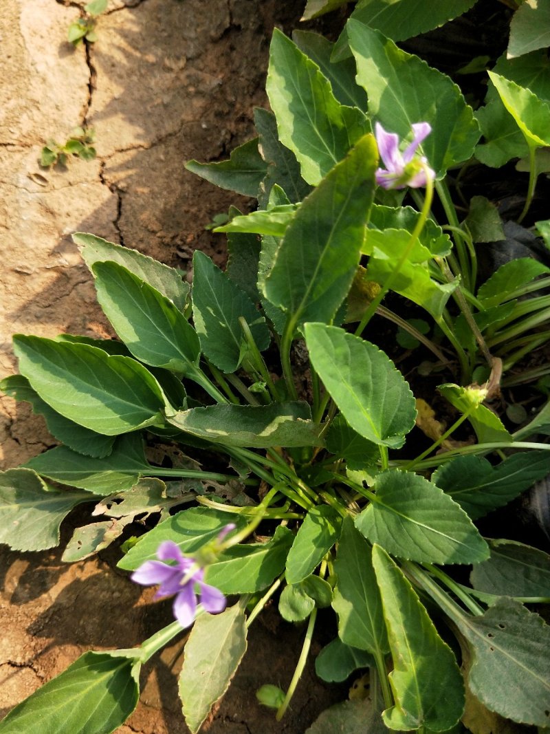 紫花地丁盆栽地丁观花植物量大优惠绿化苗木