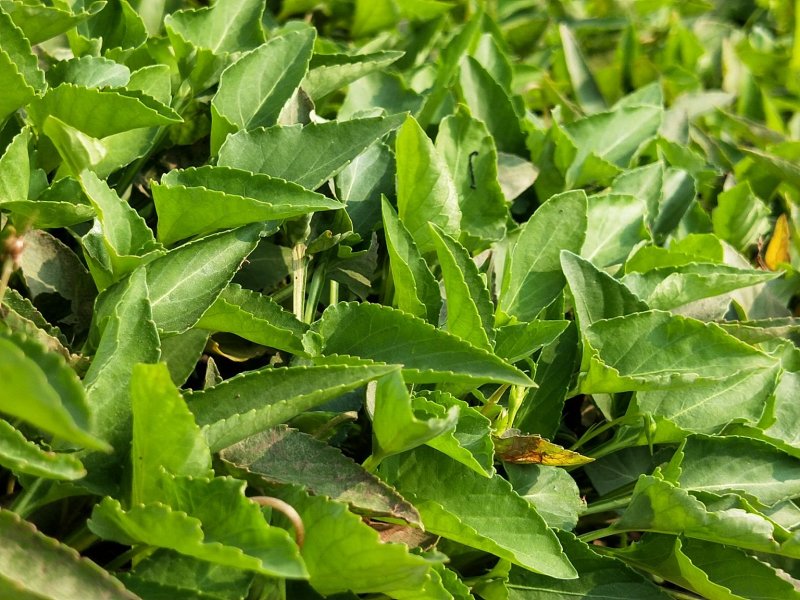 紫花地丁盆栽地丁观花植物量大优惠绿化苗木