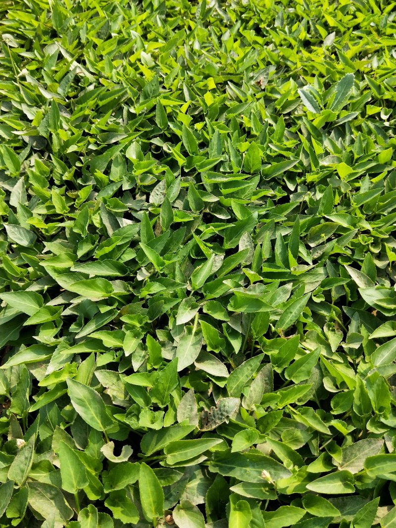 紫花地丁盆栽地丁观花植物量大优惠绿化苗木