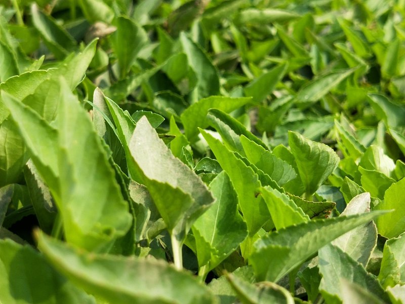 紫花地丁盆栽地丁观花植物量大优惠绿化苗木