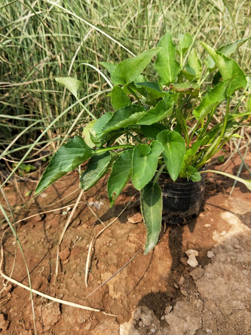 紫花地丁盆栽地丁观花植物量大优惠绿化苗木