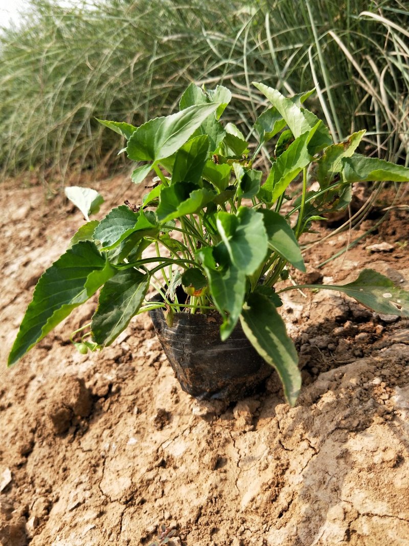 紫花地丁盆栽地丁观花植物量大优惠绿化苗木