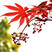 枫树种子青枫种子红枫种子元宝枫种子榨油鸡爪槭种子彩叶