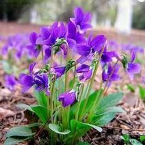 紫花地丁盆栽地丁观花植物量大绿化苗木