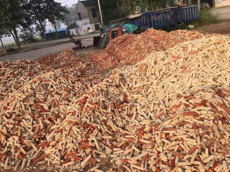 玉米芯