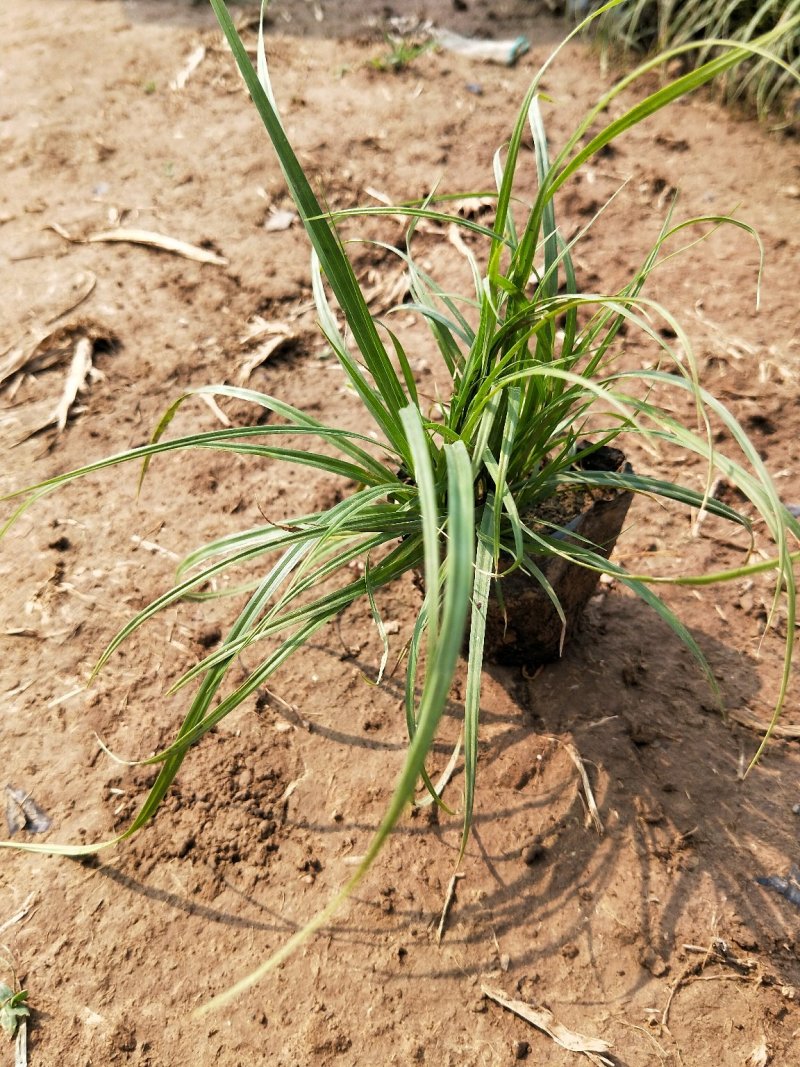 青绿苔草苔草地被植物盆栽绿化苗木