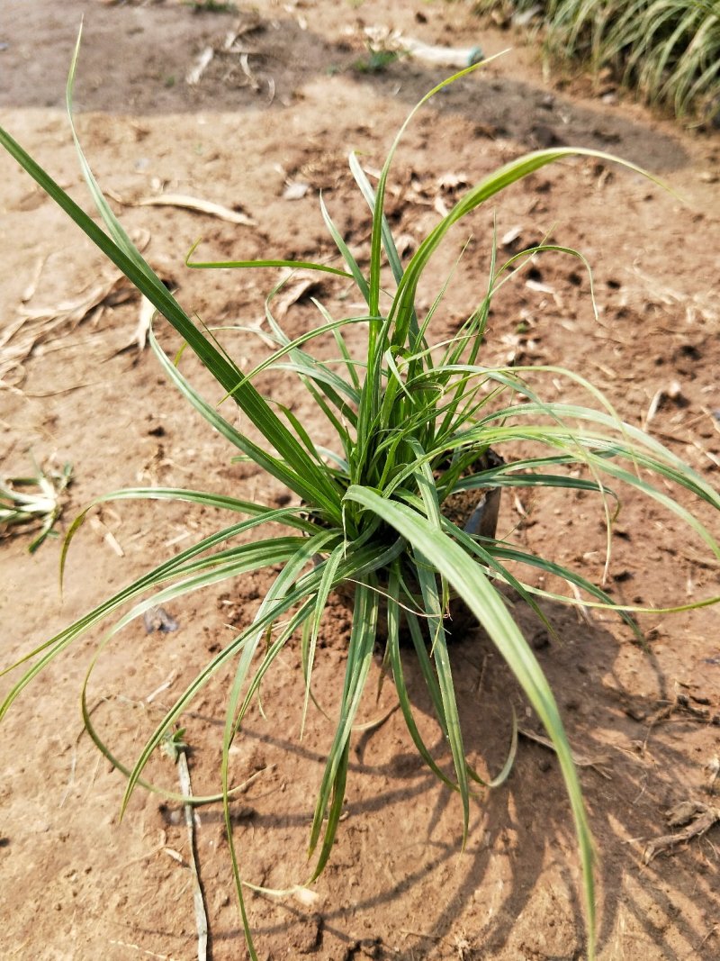 青绿苔草苔草地被植物盆栽绿化苗木