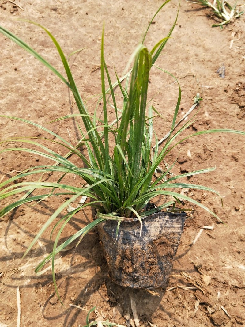 青绿苔草苔草地被植物盆栽绿化苗木