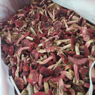 正红标红菇