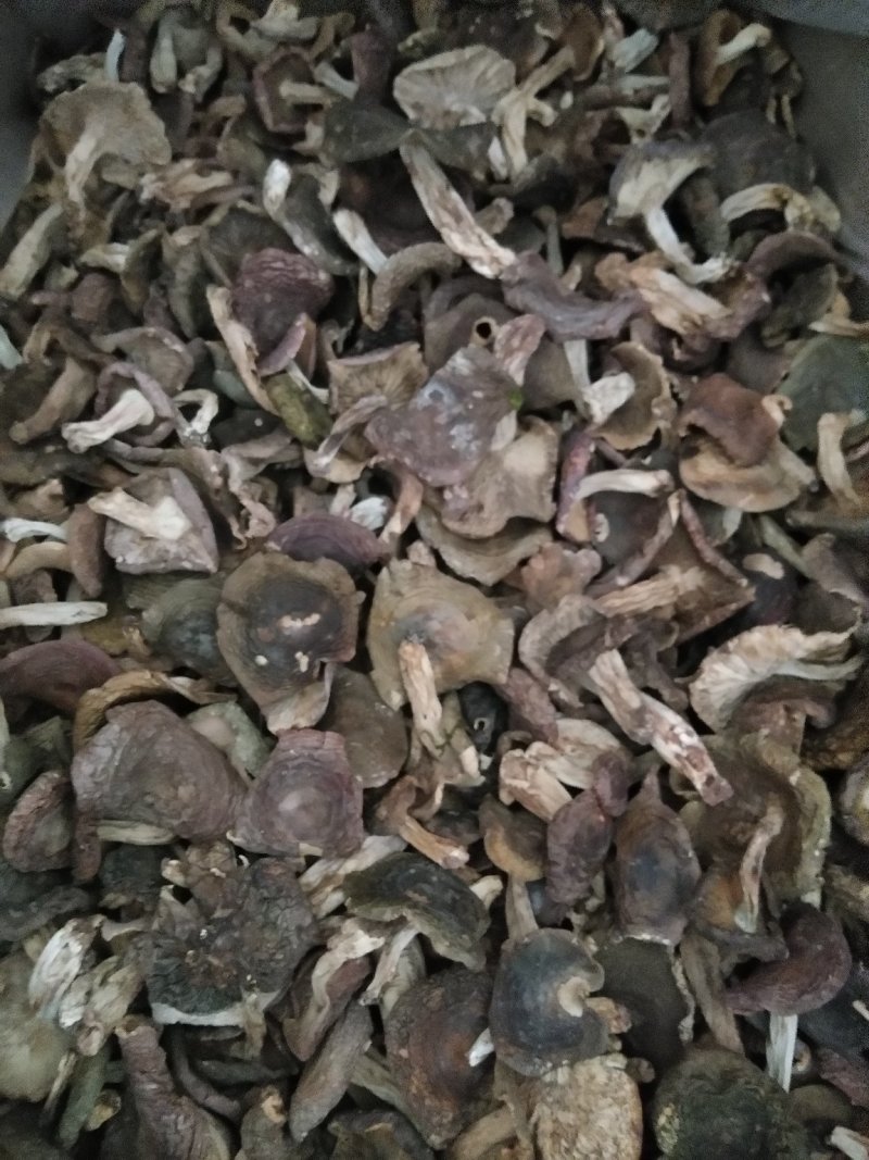 梨菇菇头