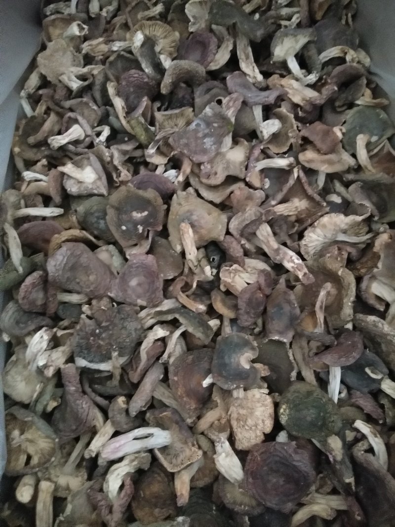 梨菇菇头