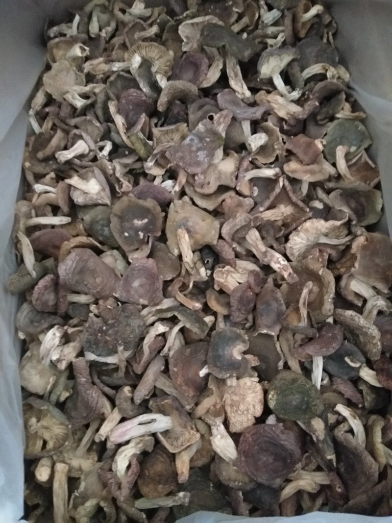 梨菇菇头