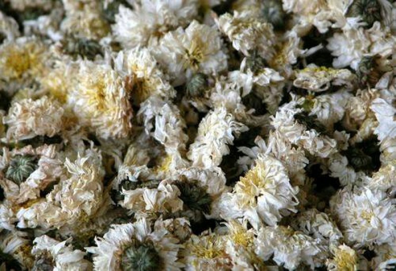 菊花千余品种供应承接订单