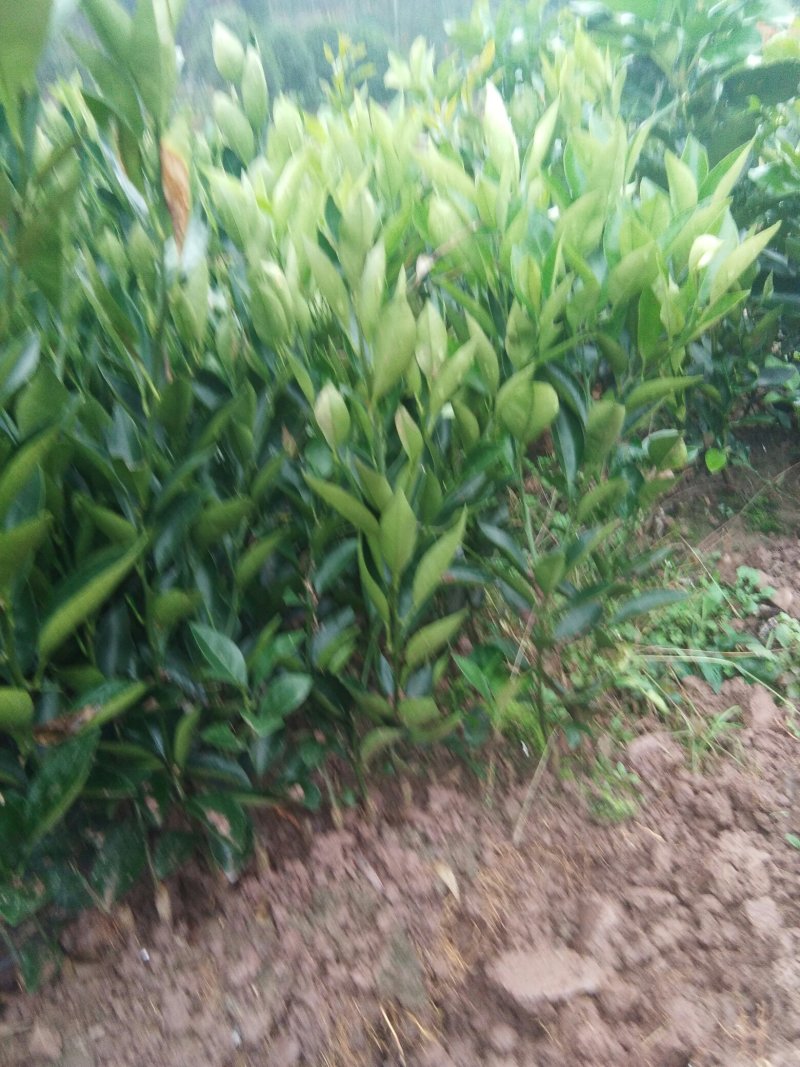 塔罗科血橙。明日见，金秋砂糖橘