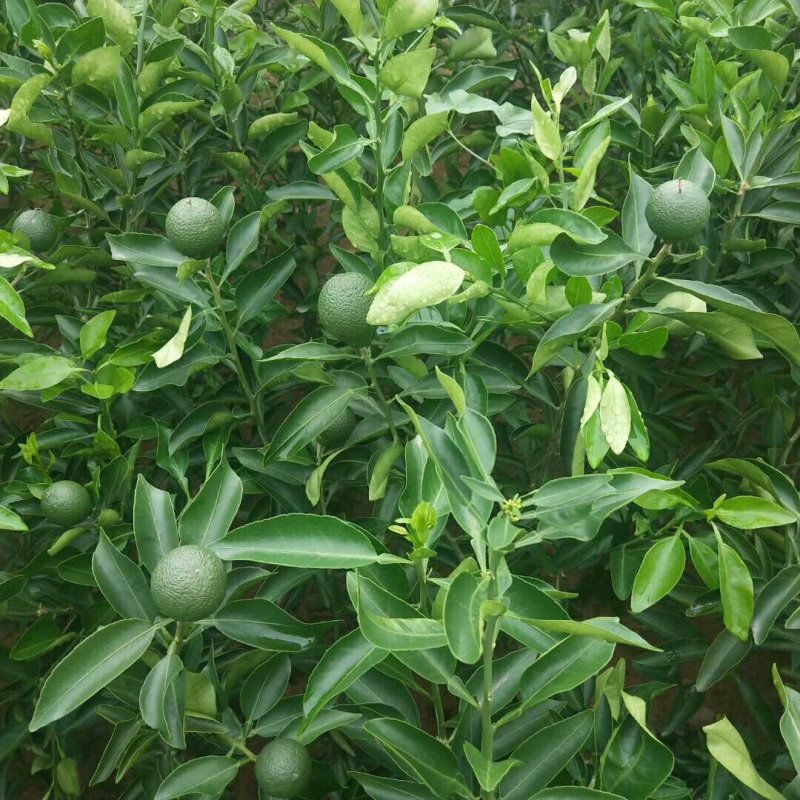 不知火柑橘苗基地直销