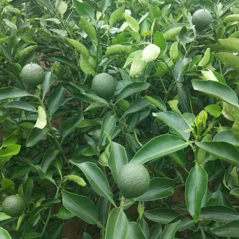 不知火柑橘苗基地直销