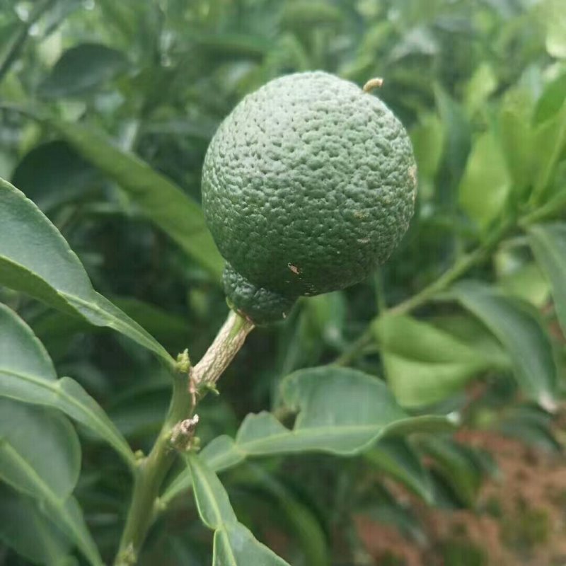 不知火柑橘苗基地直销