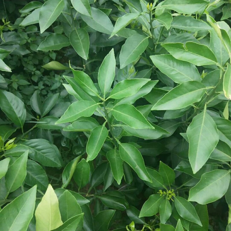 爱媛38。明日见，春见，大雅，沃柑，丑柑，蜜桔等