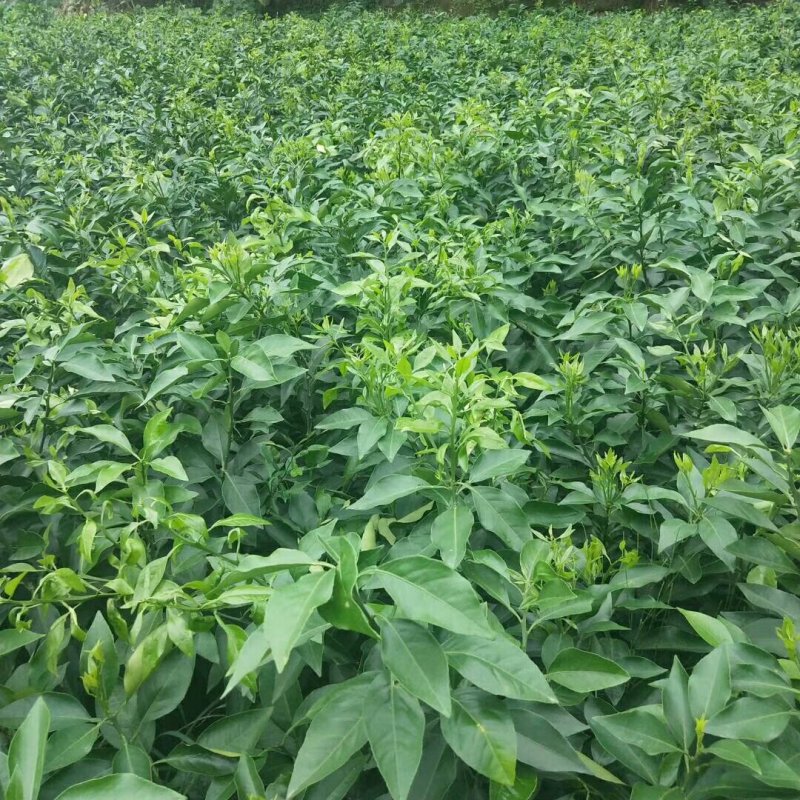 爱媛38。明日见，春见，大雅，沃柑，丑柑，蜜桔等