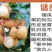 龙眼树苗石硖苗储良龙眼四季双季龙眼苗带泥球发货