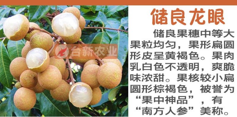 龙眼树苗石硖苗储良龙眼四季双季龙眼苗带泥球发货