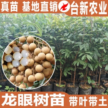 龙眼树苗石硖苗储良龙眼四季双季龙眼苗带泥球发货