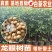 龙眼树苗石硖苗储良龙眼四季双季龙眼苗带泥球发货