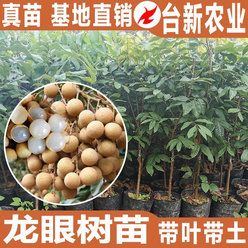 龙眼树苗石硖苗储良龙眼四季双季龙眼苗带泥球发货