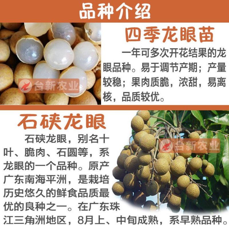 龙眼树苗石硖苗储良龙眼四季双季龙眼苗带泥球发货
