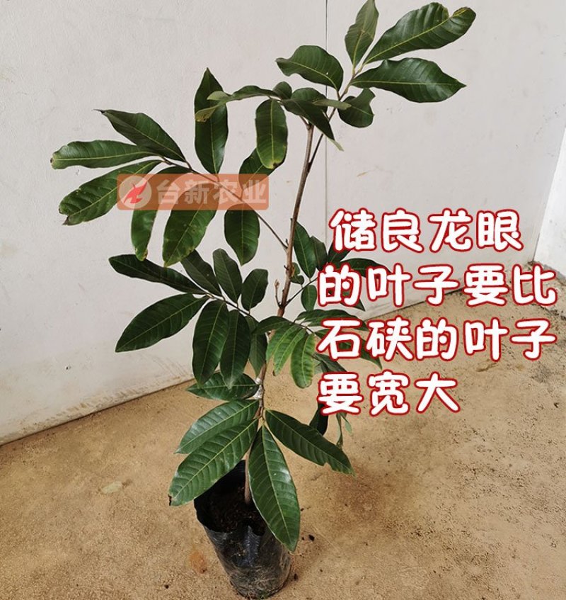 龙眼树苗石硖苗储良龙眼四季双季龙眼苗带泥球发货