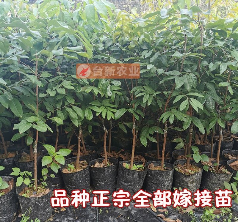龙眼树苗石硖苗储良龙眼四季双季龙眼苗带泥球发货