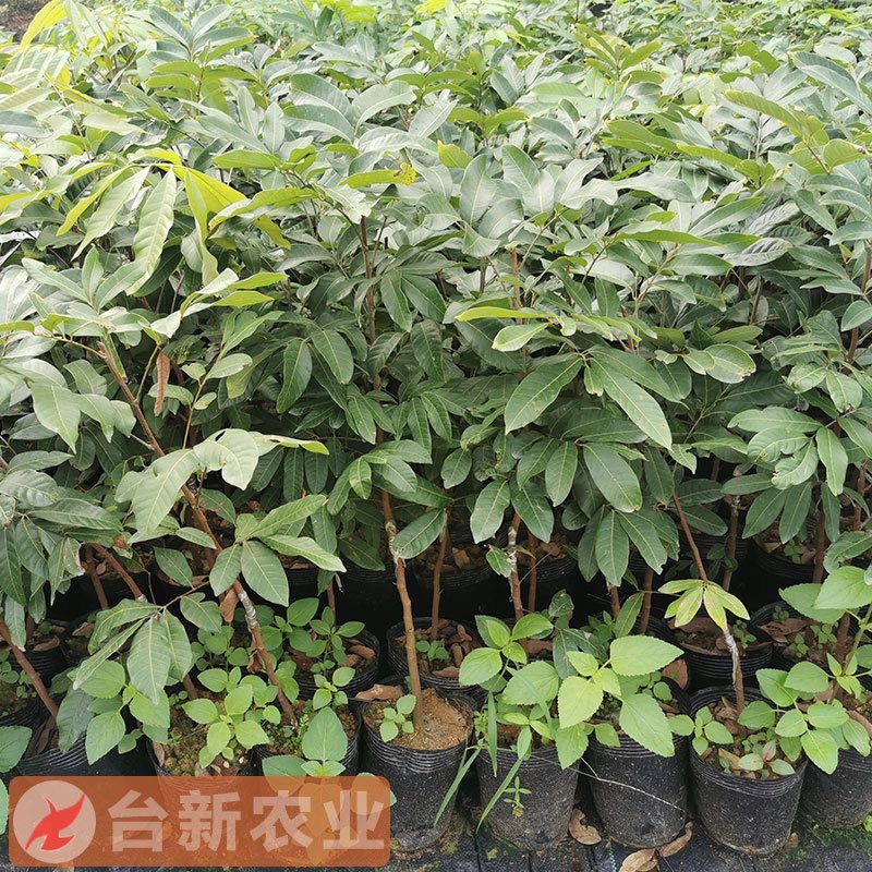 龙眼树苗石硖苗储良龙眼四季双季龙眼苗带泥球发货