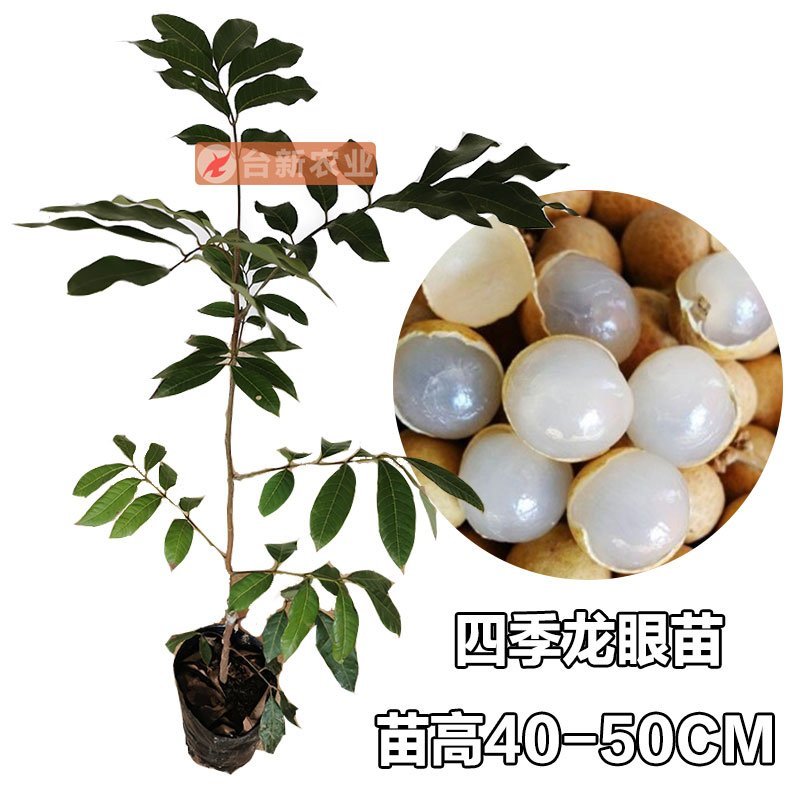 龙眼树苗石硖苗储良龙眼四季双季龙眼苗带泥球发货