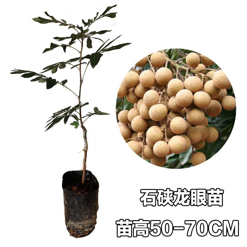 龙眼树苗石硖苗储良龙眼四季双季龙眼苗带泥球发货
