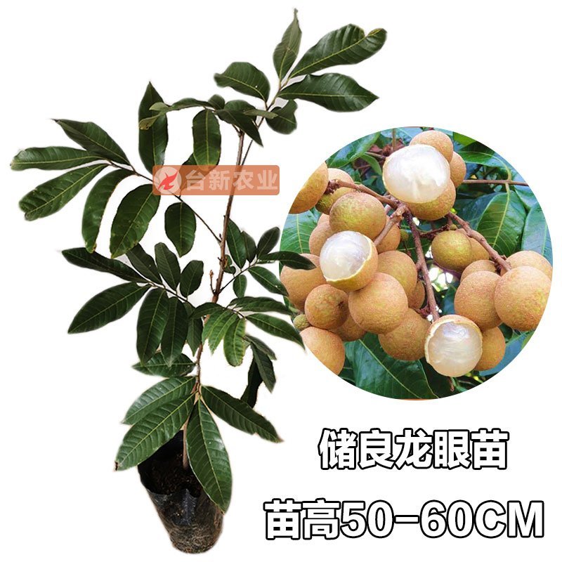 龙眼树苗石硖苗储良龙眼四季双季龙眼苗带泥球发货