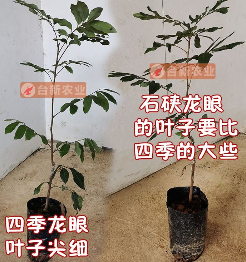 龙眼树苗石硖苗储良龙眼四季双季龙眼苗带泥球发货