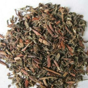 景天三七千余品种供应承接订单