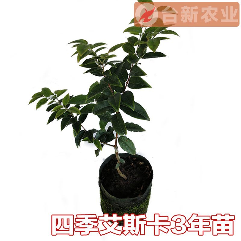 嘉宝果树苗艾斯卡嘉宝果苗沙巴四季早生3年苗嘉宝果结果树