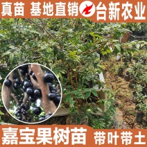 嘉宝果树苗艾斯卡嘉宝果苗沙巴四季早生3年苗嘉宝果结果树