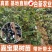 嘉宝果树苗艾斯卡嘉宝果苗沙巴四季早生3年苗嘉宝果结果树