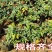 嘉宝果树苗艾斯卡嘉宝果苗沙巴四季早生3年苗嘉宝果结果树