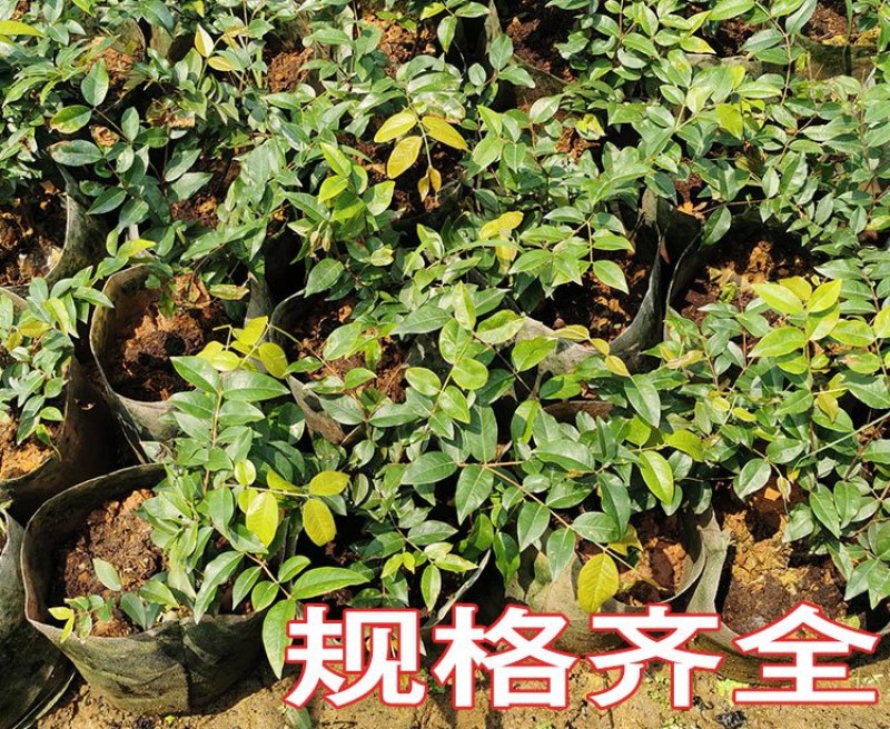 嘉宝果树苗艾斯卡嘉宝果苗沙巴四季早生3年苗嘉宝果结果树