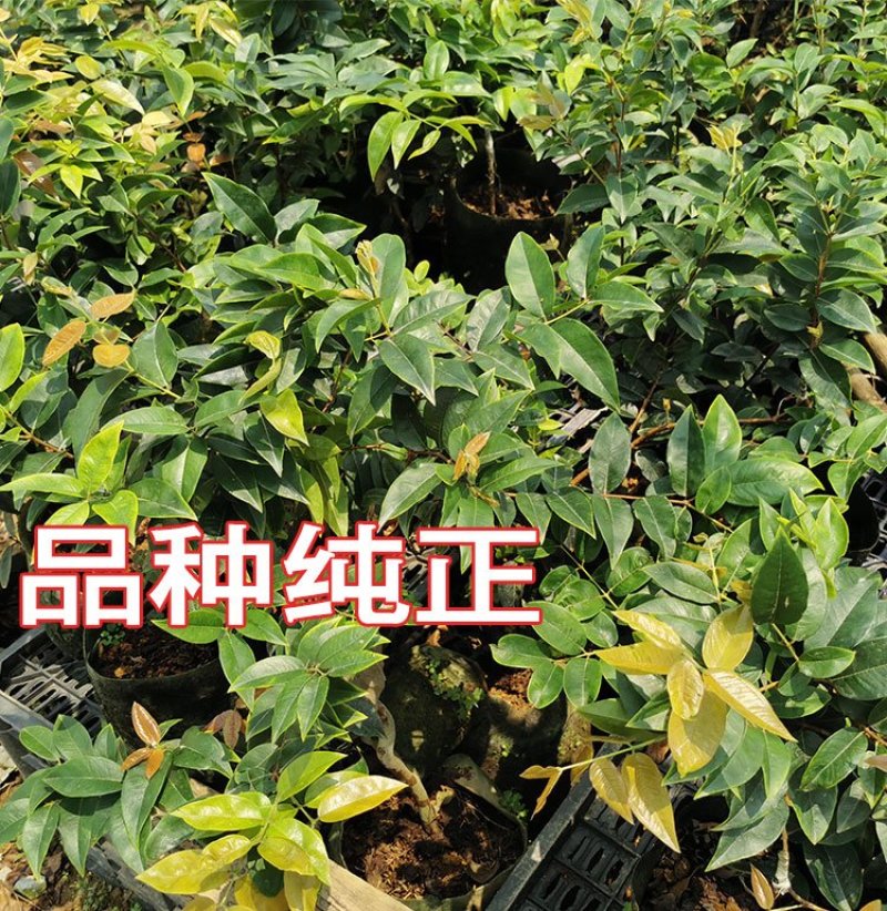 嘉宝果树苗艾斯卡嘉宝果苗沙巴四季早生3年苗嘉宝果结果树