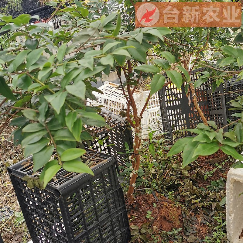 嘉宝果树苗艾斯卡嘉宝果苗沙巴四季早生3年苗嘉宝果结果树