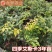 嘉宝果树苗艾斯卡嘉宝果苗沙巴四季早生3年苗嘉宝果结果树