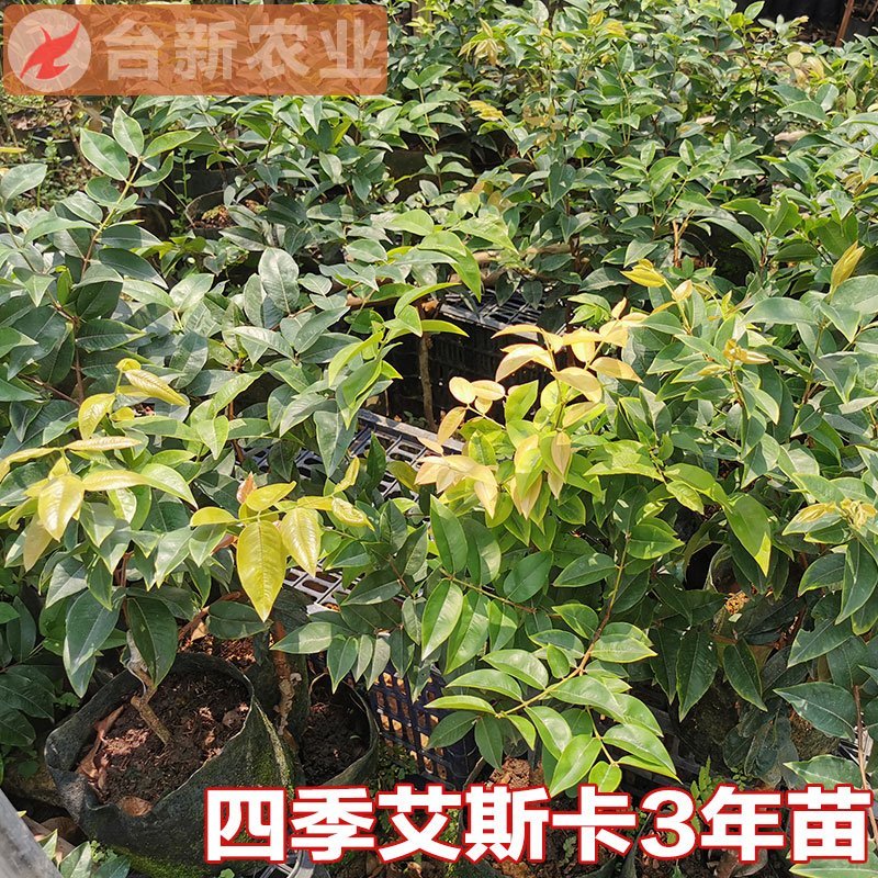嘉宝果树苗艾斯卡嘉宝果苗沙巴四季早生3年苗嘉宝果结果树