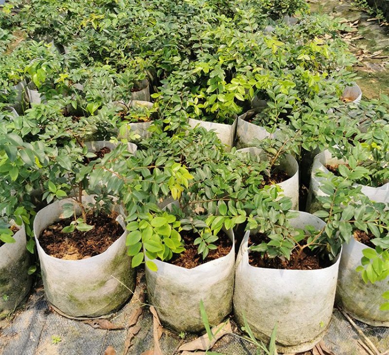 嘉宝果树苗艾斯卡嘉宝果苗沙巴四季早生3年苗嘉宝果结果树