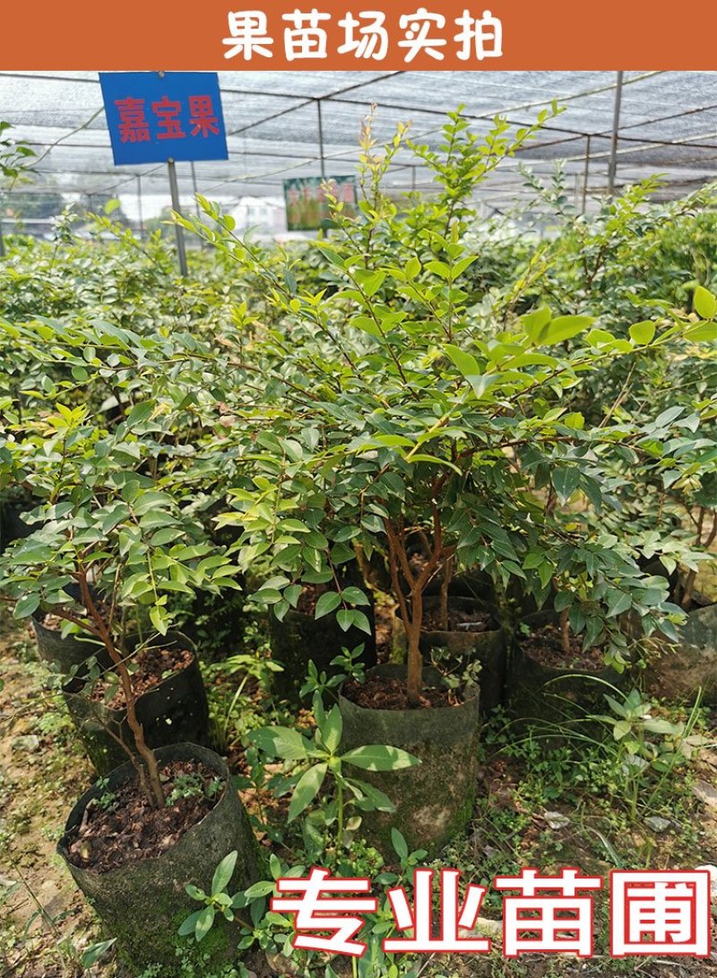 嘉宝果树苗艾斯卡嘉宝果苗沙巴四季早生3年苗嘉宝果结果树