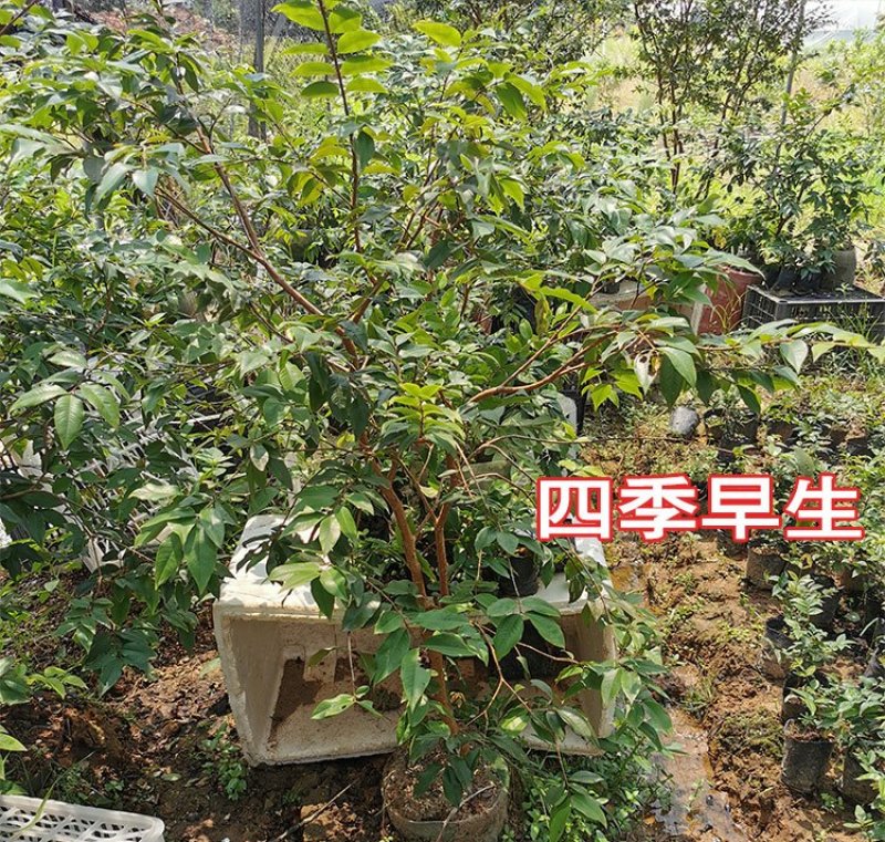 嘉宝果树苗艾斯卡嘉宝果苗沙巴四季早生3年苗嘉宝果结果树